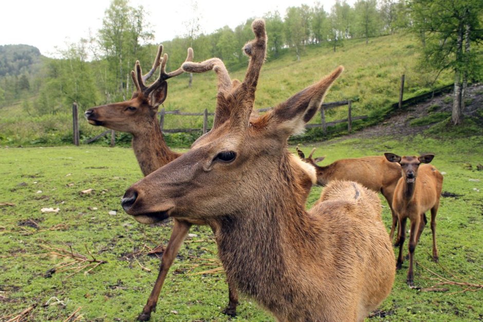 Маралы в маральнике
