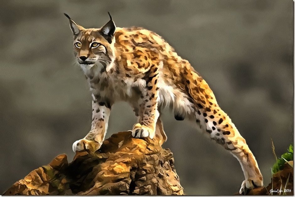 Обыкновенная Рысь