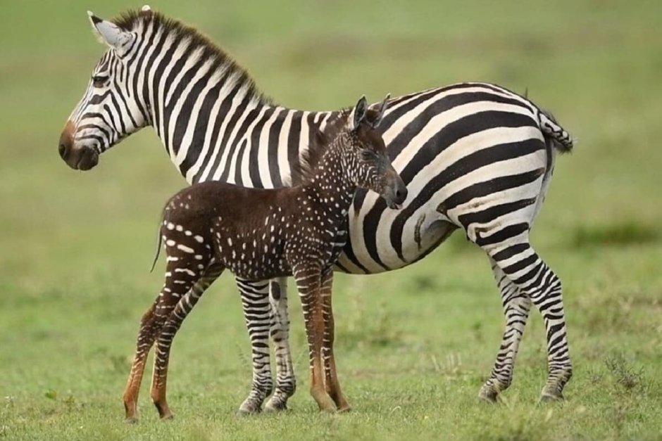 Животные с необычным окрасом