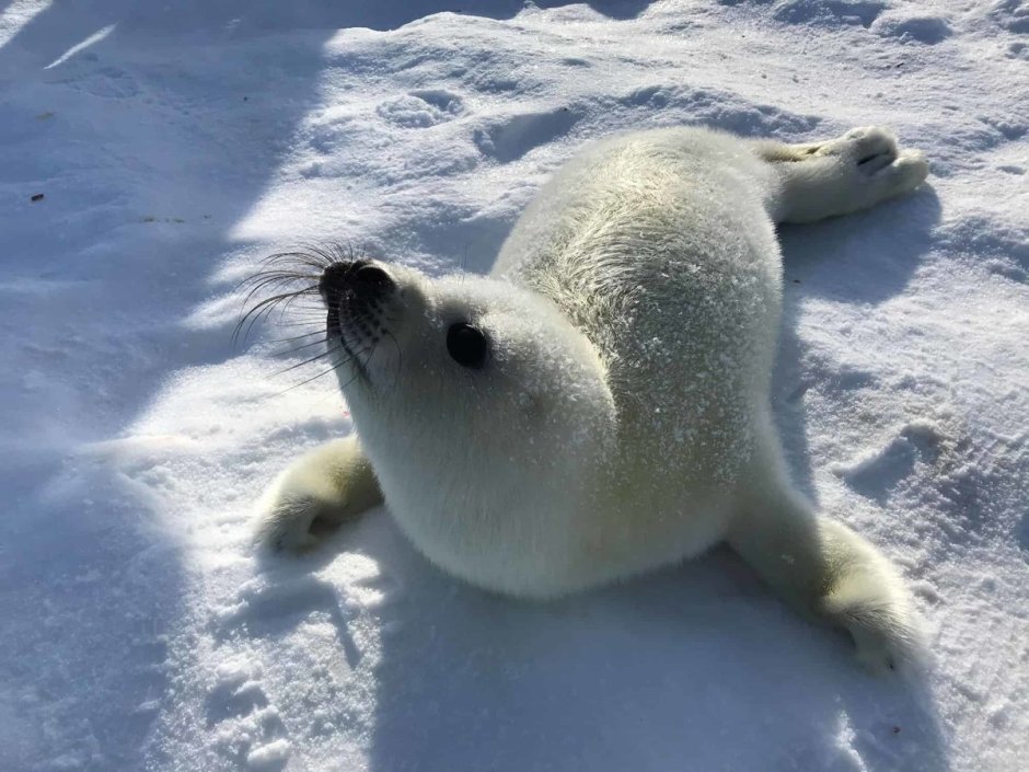 Чукотка белёк