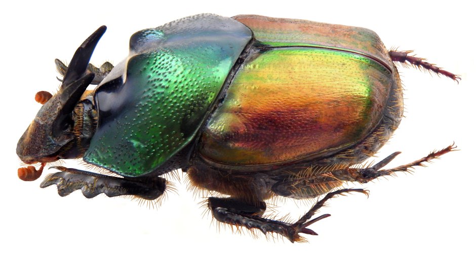 Обои насекомые