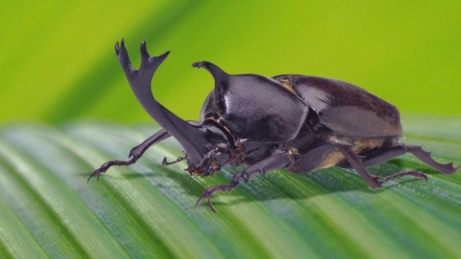 Жук носорог Голиаф