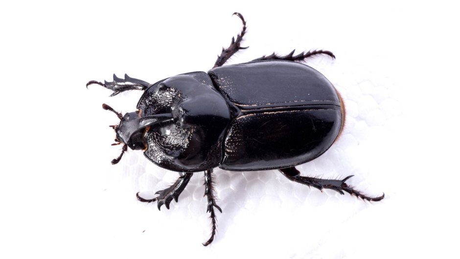 Навозный Жук на белом фоне