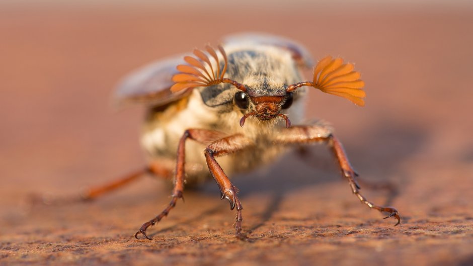 Шаранка Майский Жук