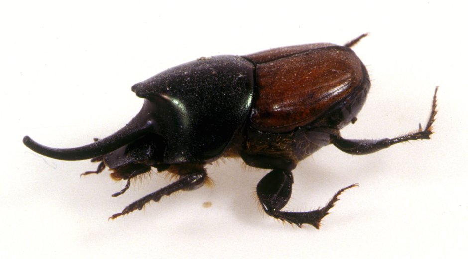 Onthophagus nigriventris
