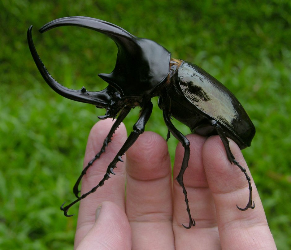 Chalcosoma moellenkampi