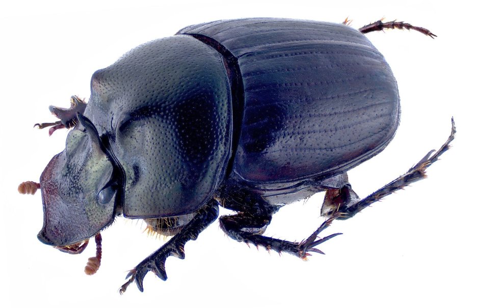Жук калоед бык