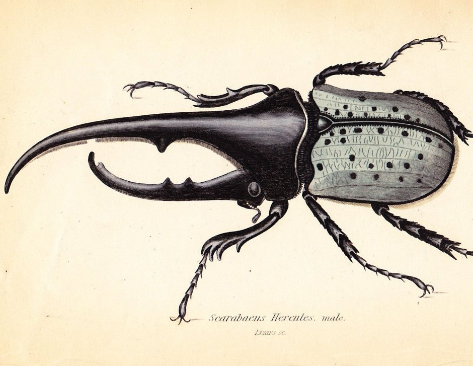 Жук Геркулес самка