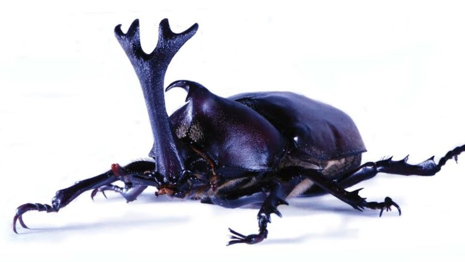 Жук носорог 2 рога