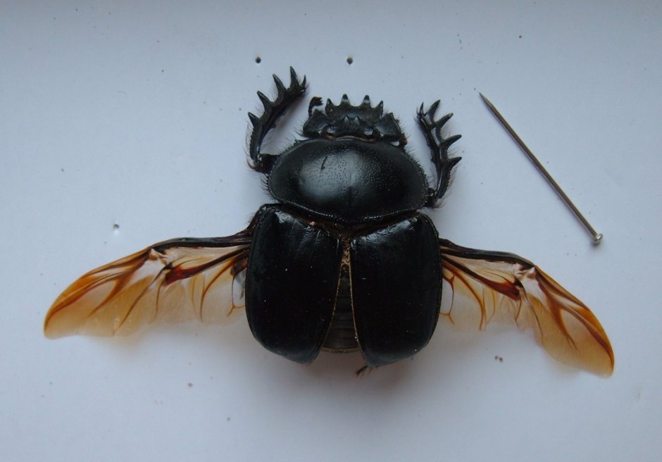 Жук навозник Крылья