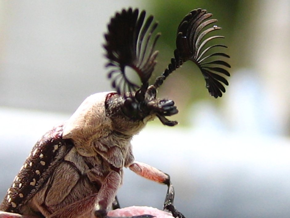 Странные жуки