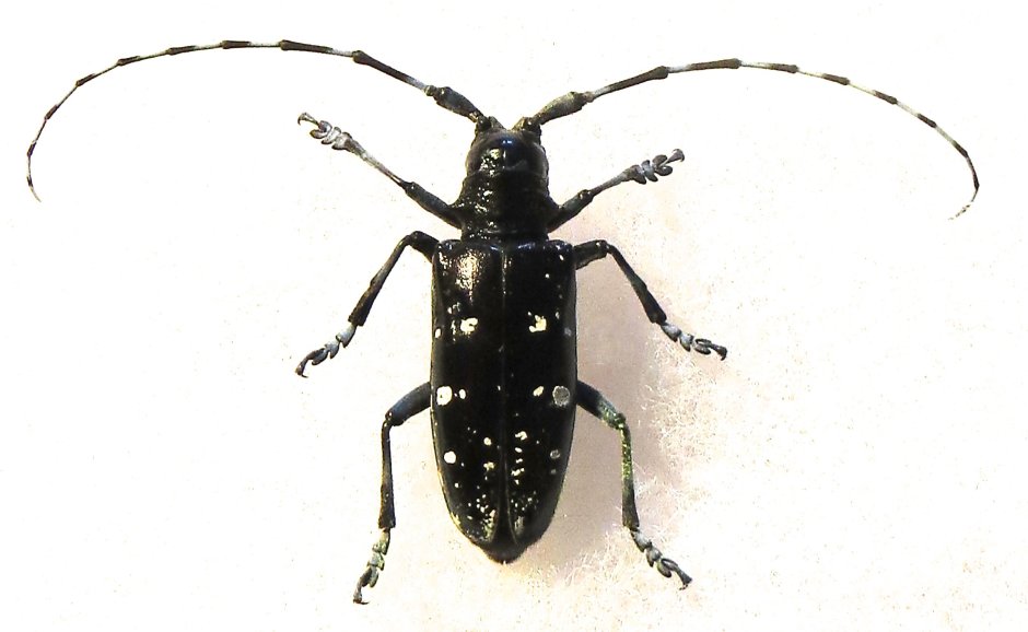Anoplophora glabripennis