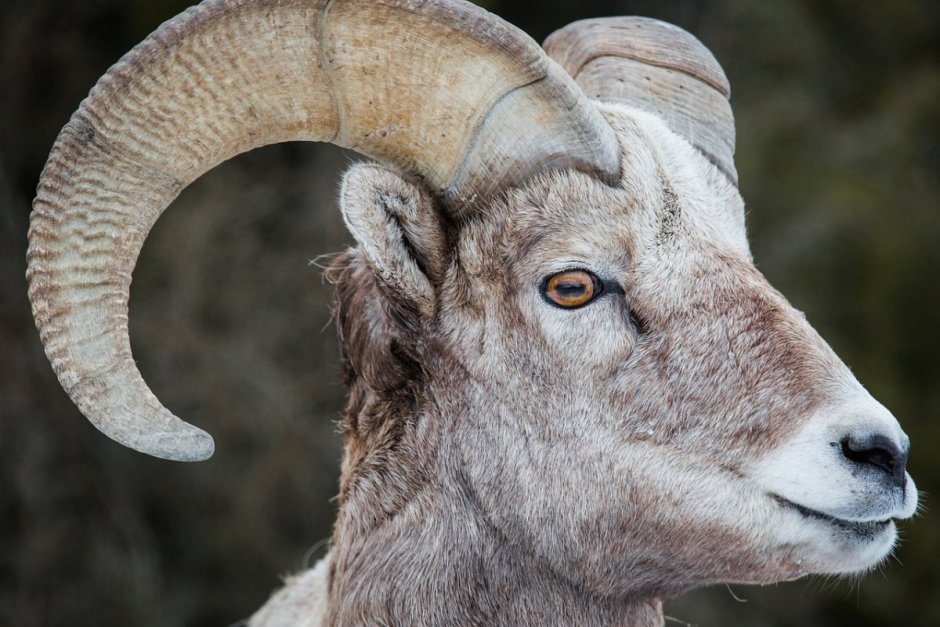 Ovis canadensis