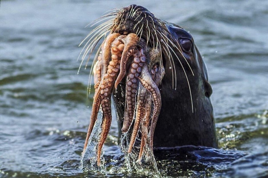 Осьминоги Охотского моря