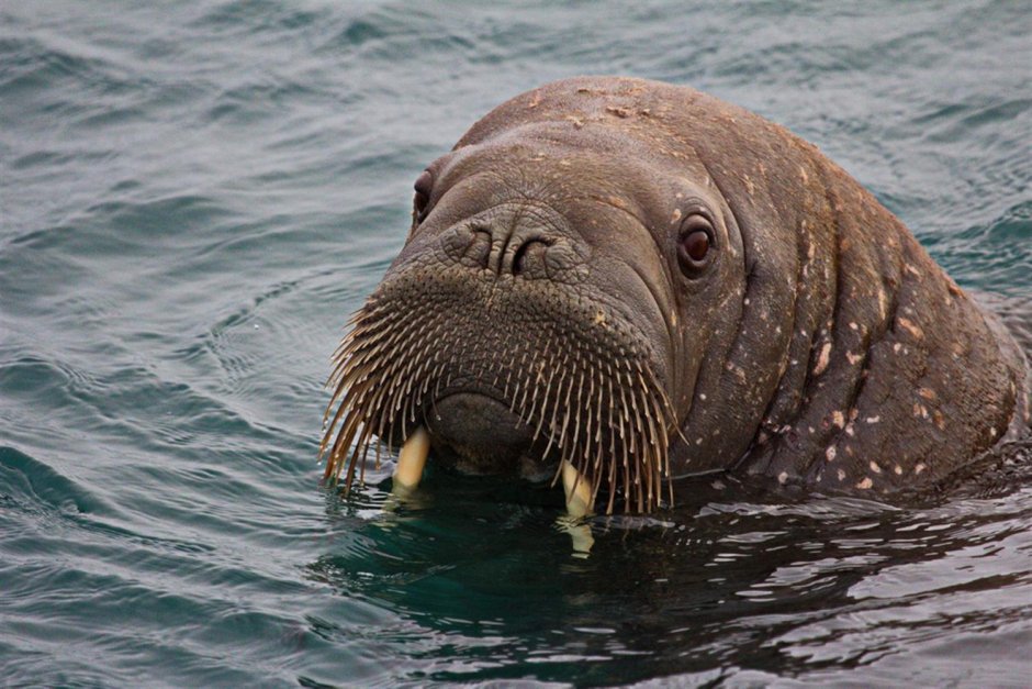 Атлантический подвид моржа.