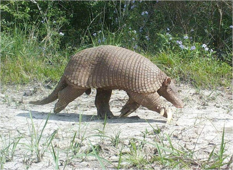 Гигантский броненосец priodontes Maximus