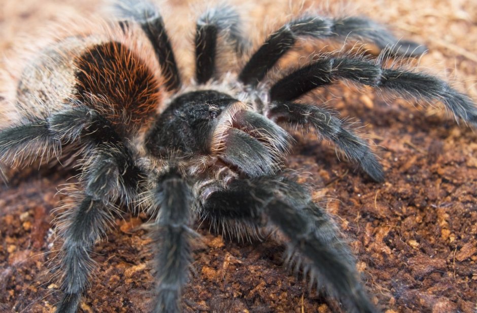 Grammostola Actaeon
