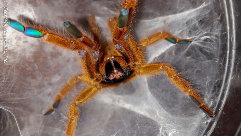Pterinochilus murinus паук