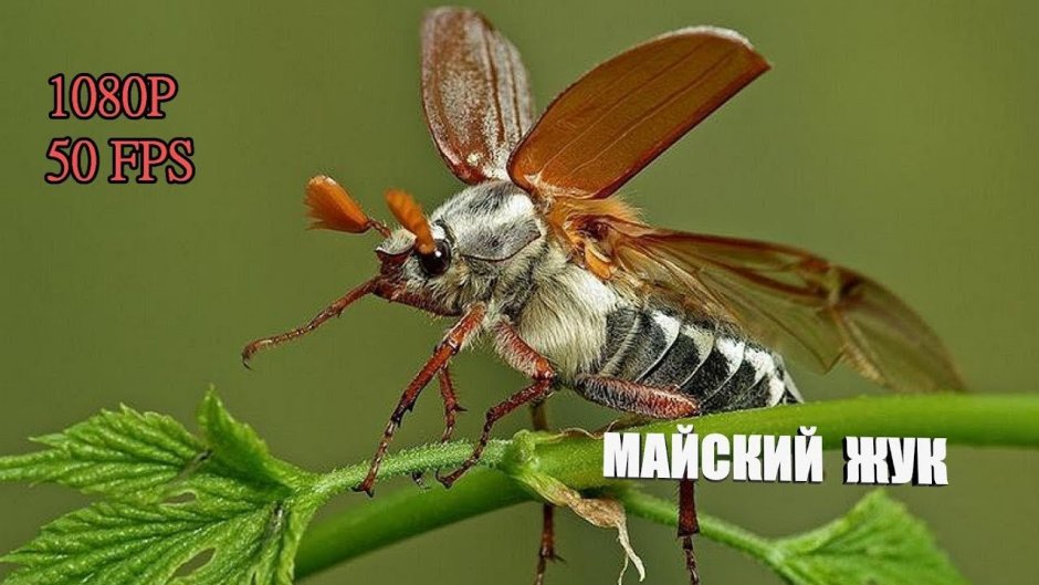 Майский хрущ
