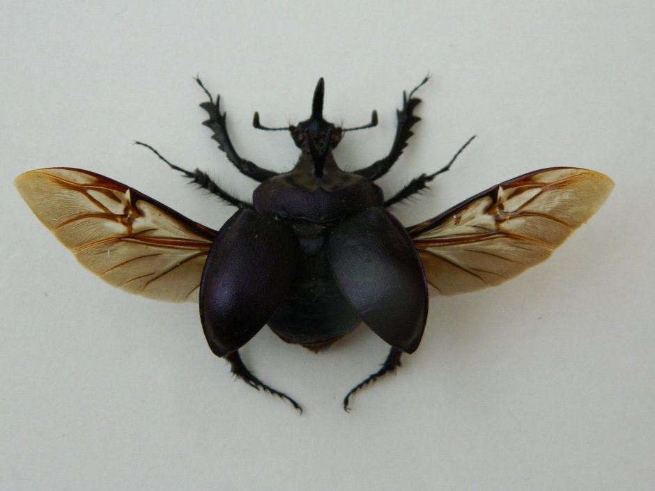 Жук Megasoma