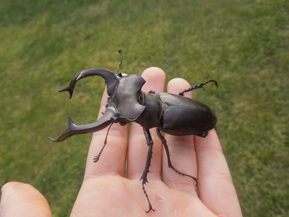 Жук-олень (Lucanus Cervus)