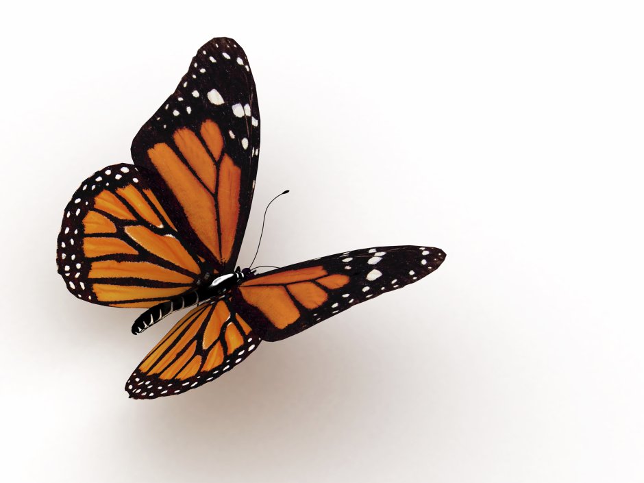 Крапивница Aglais urticae