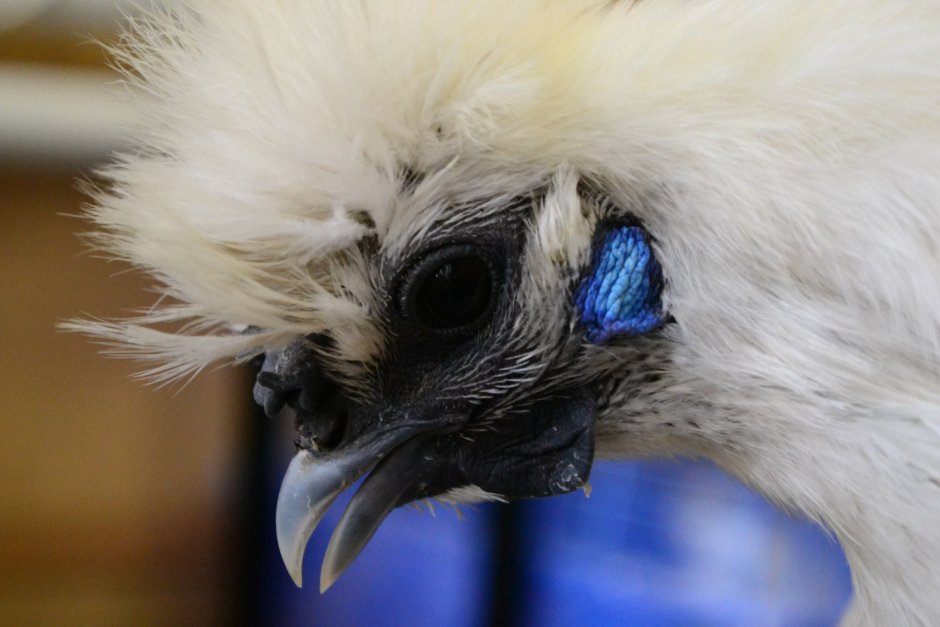 Китайская хохлатая курица