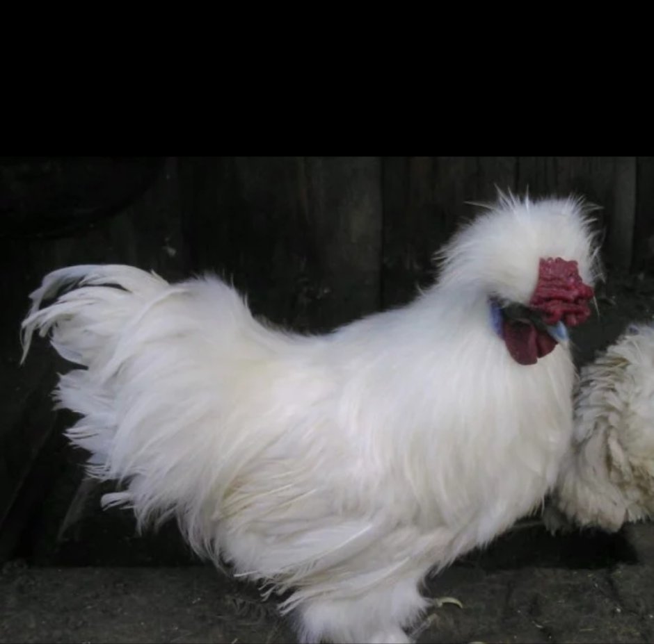 Китайская шелковая порода Петушки
