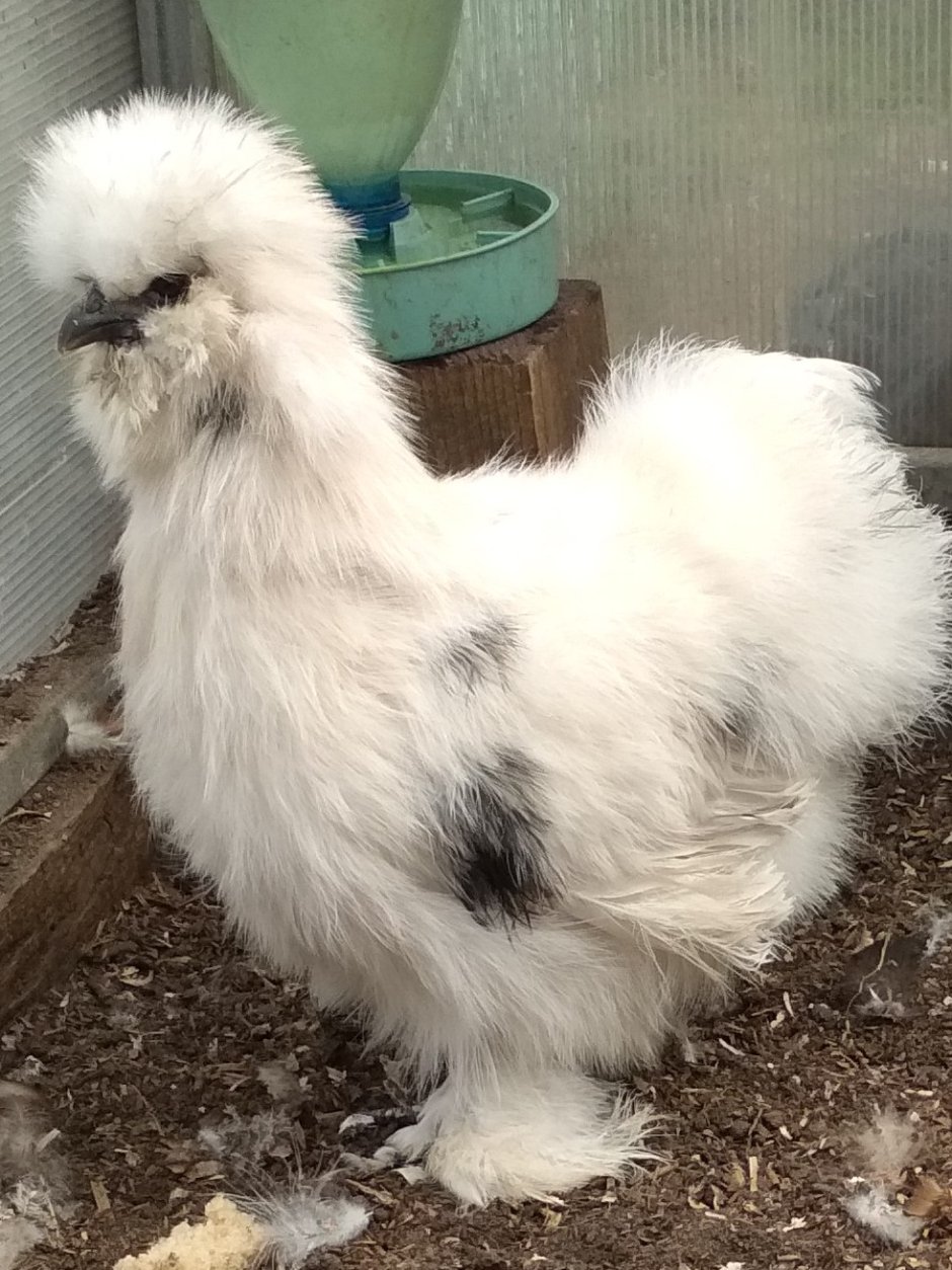 Китайские хохлатые куры