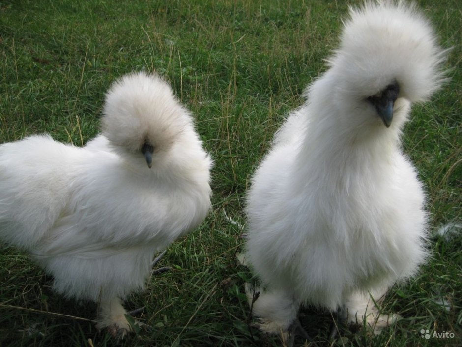 Китайские шелковые куры