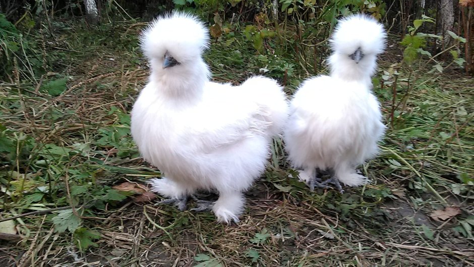 Китайская хохлатая шелковая