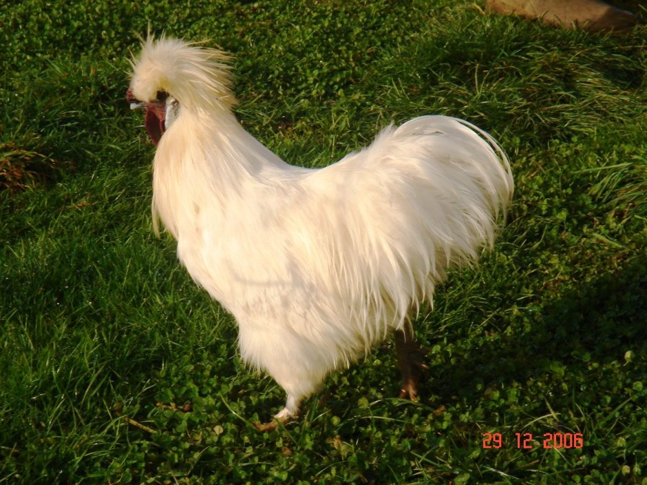 Белая хохлатая Курочка