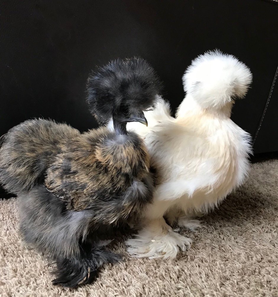 Китайская шелковая куропатчатая