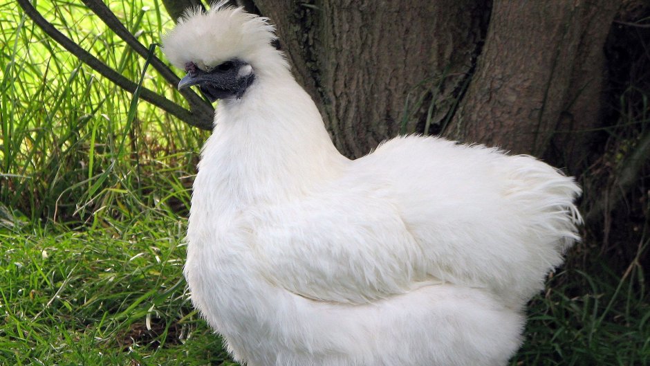 Китайская хохлатая курица