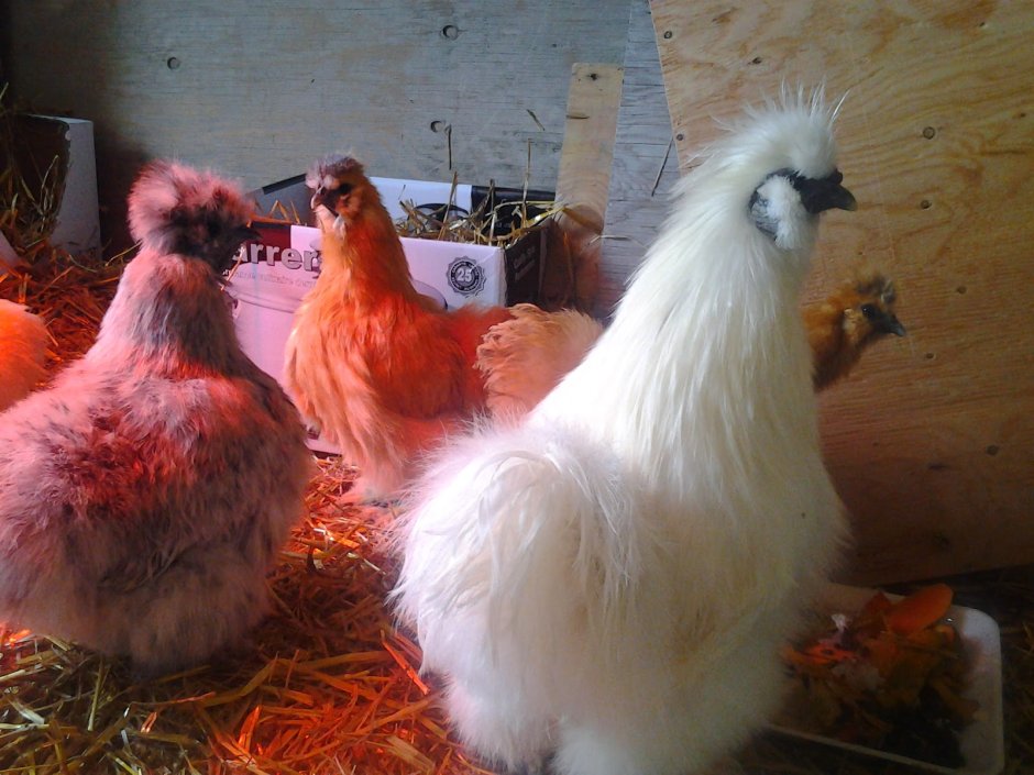 Породы кур несушек китайские