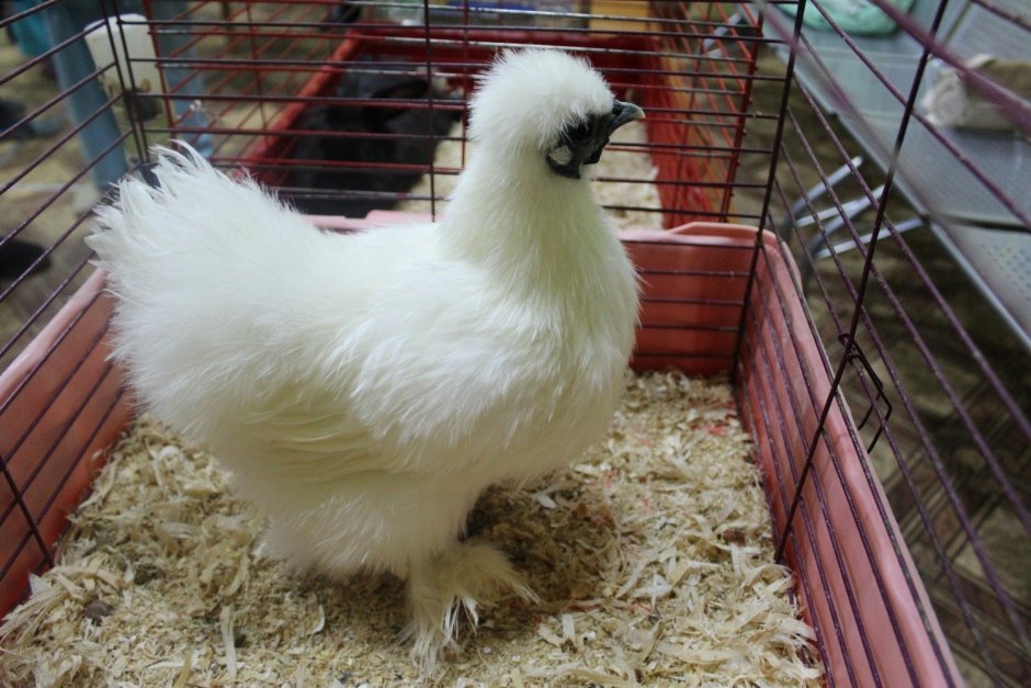 Китайские хохлатые куры