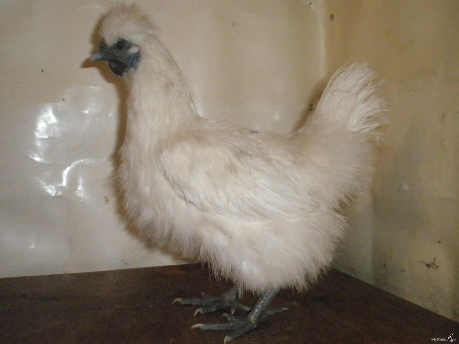 Японские хохлатые куры