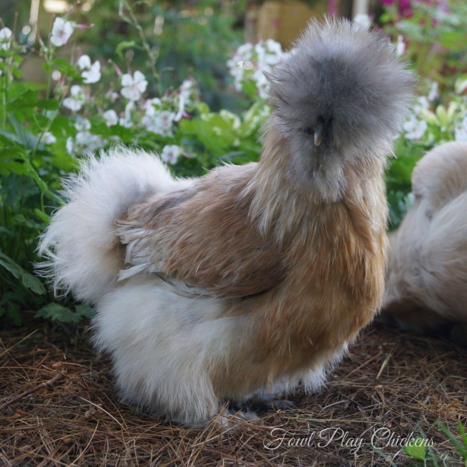 Хохлатая Курочка падуан