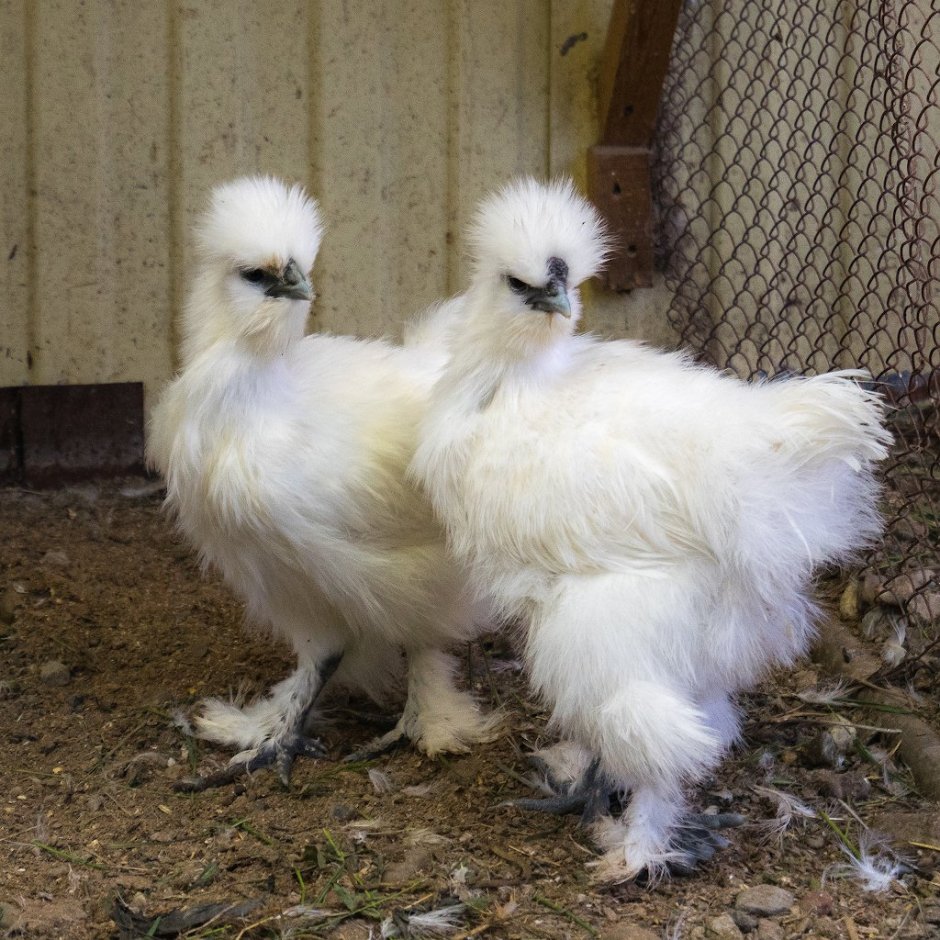 Куры хохлатые породы
