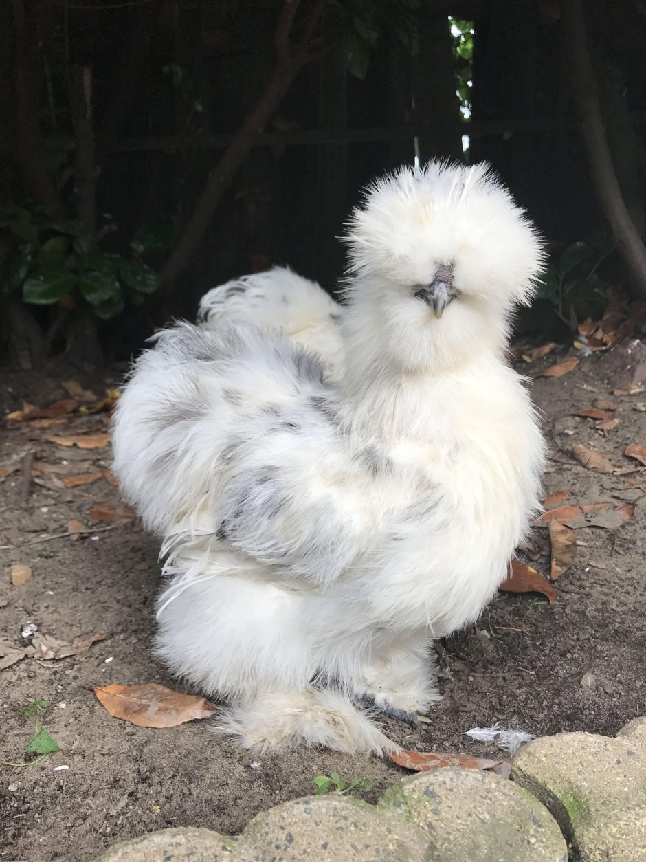 Silkie Bantam