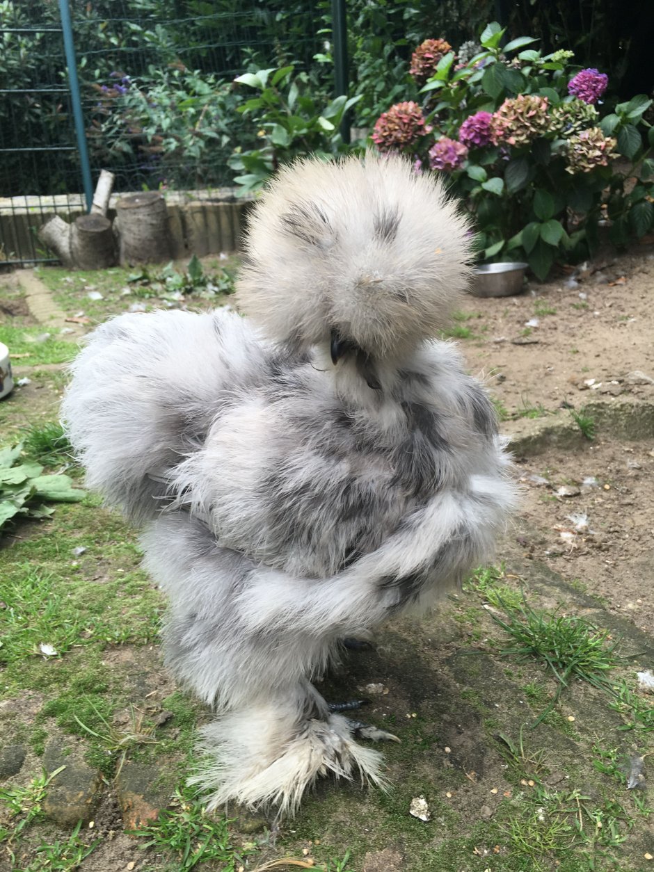 Расцветки китайских шелковых кур