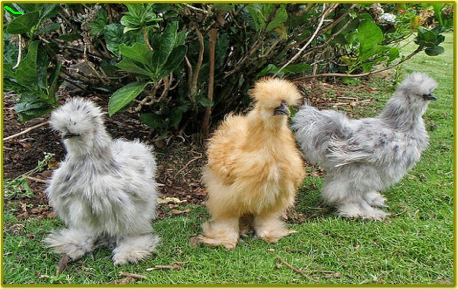 Куры с кучерявым гребнем