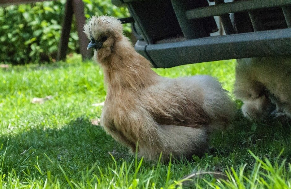 Хохлатая Курочка падуан