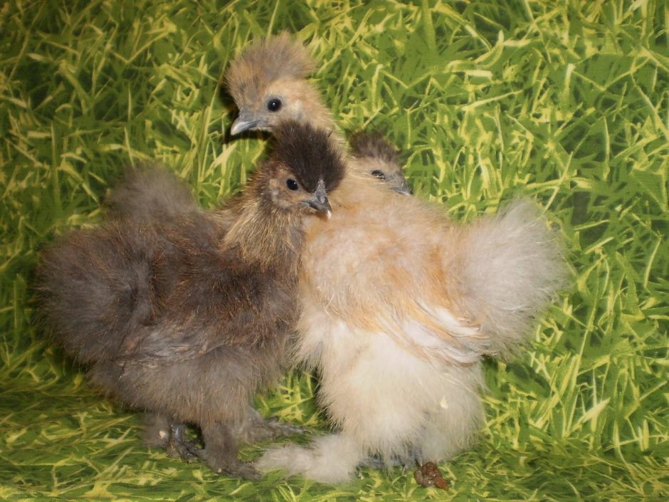 Китайские хохлатые цыплята