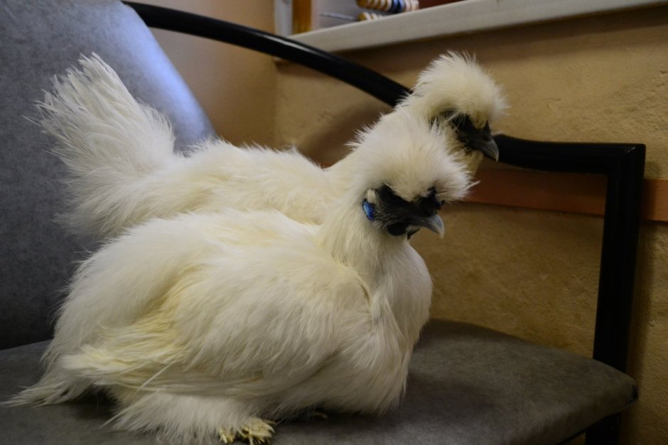 Китайская хохлатая пуховая петух