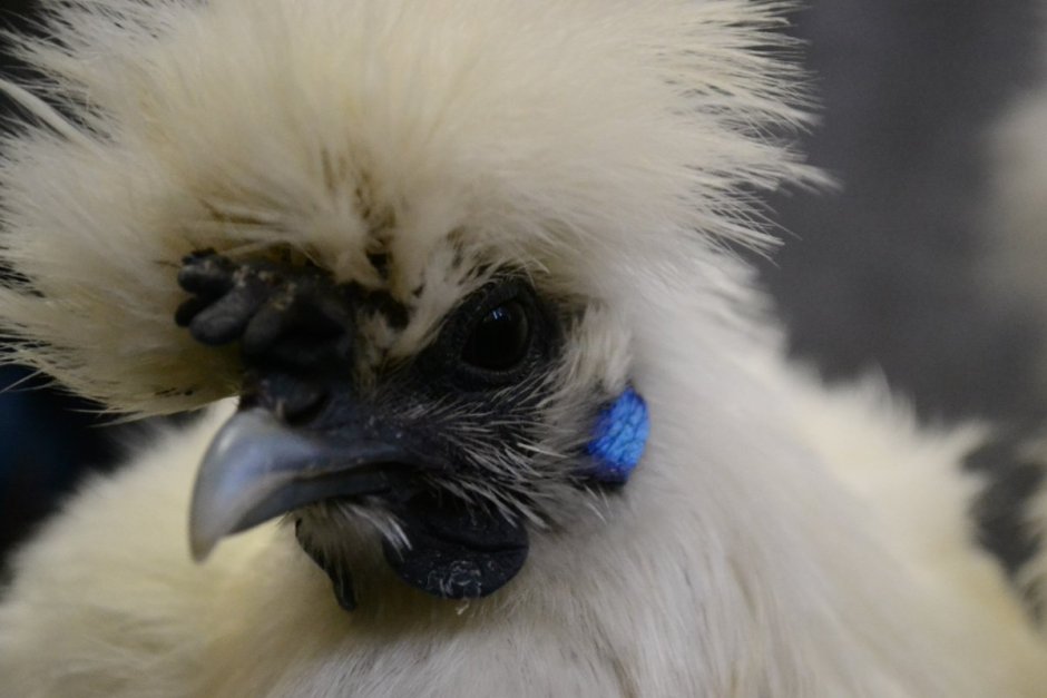 Китайская хохлатая шелковая курица