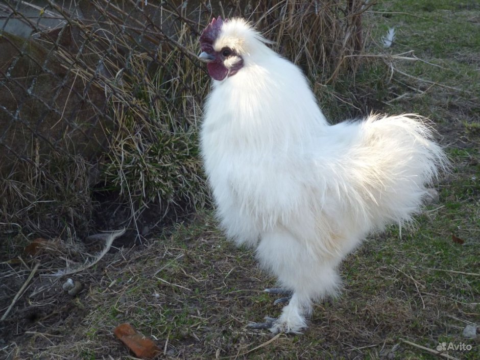 Китайский петух белый