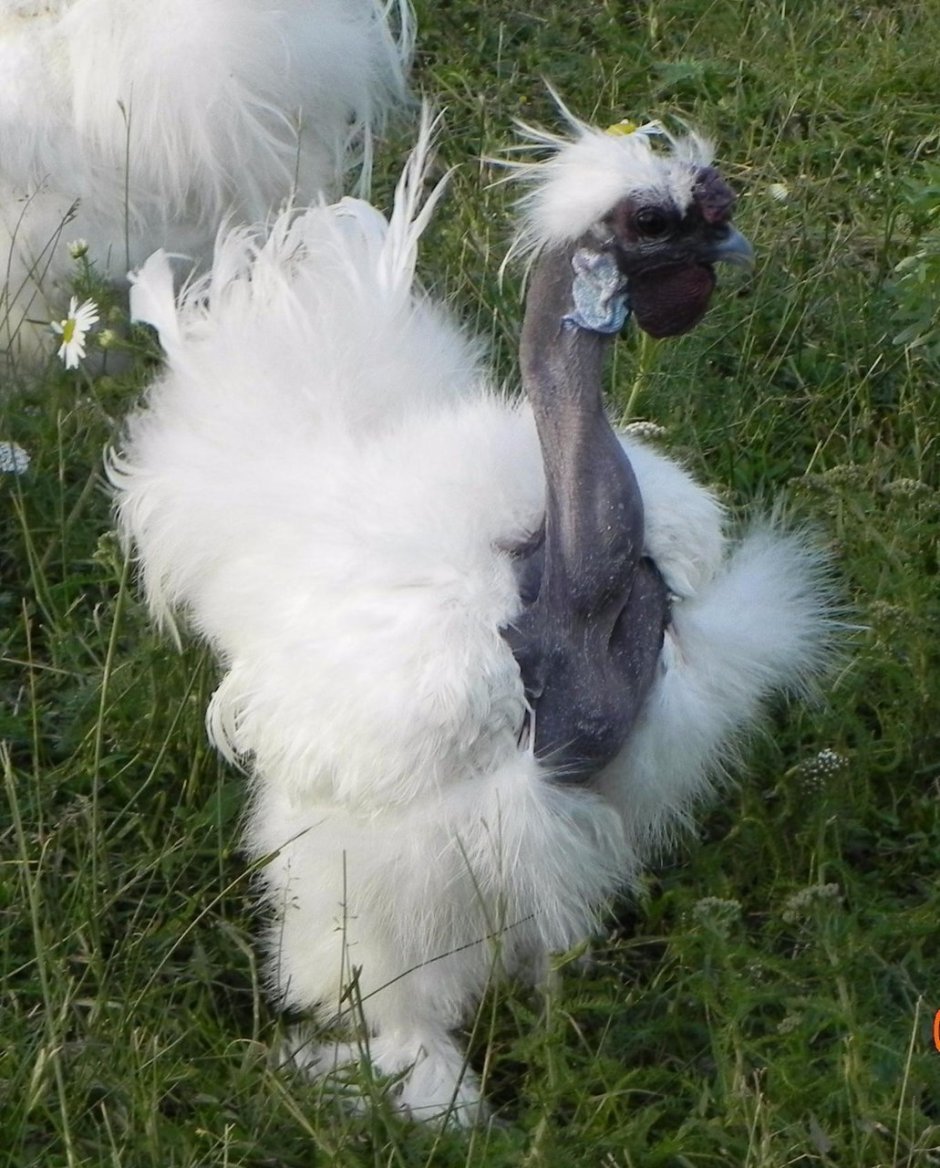 Китайская хохлатая шелковая