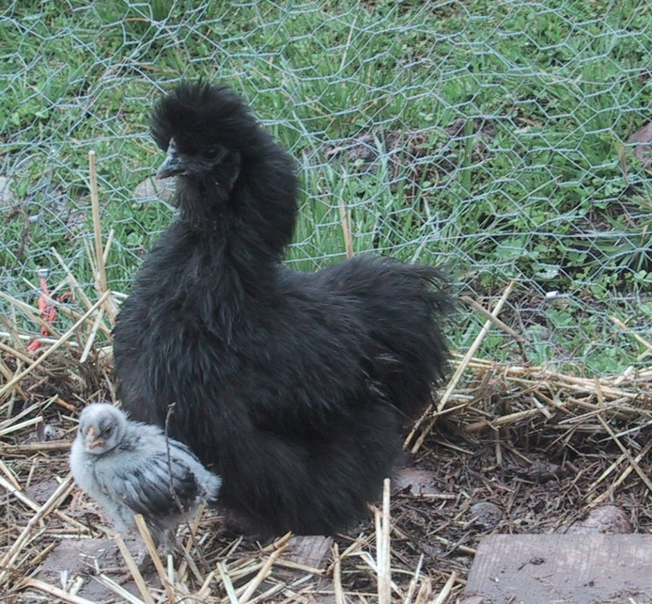 Китайская шелковая (Silkie Bantam)