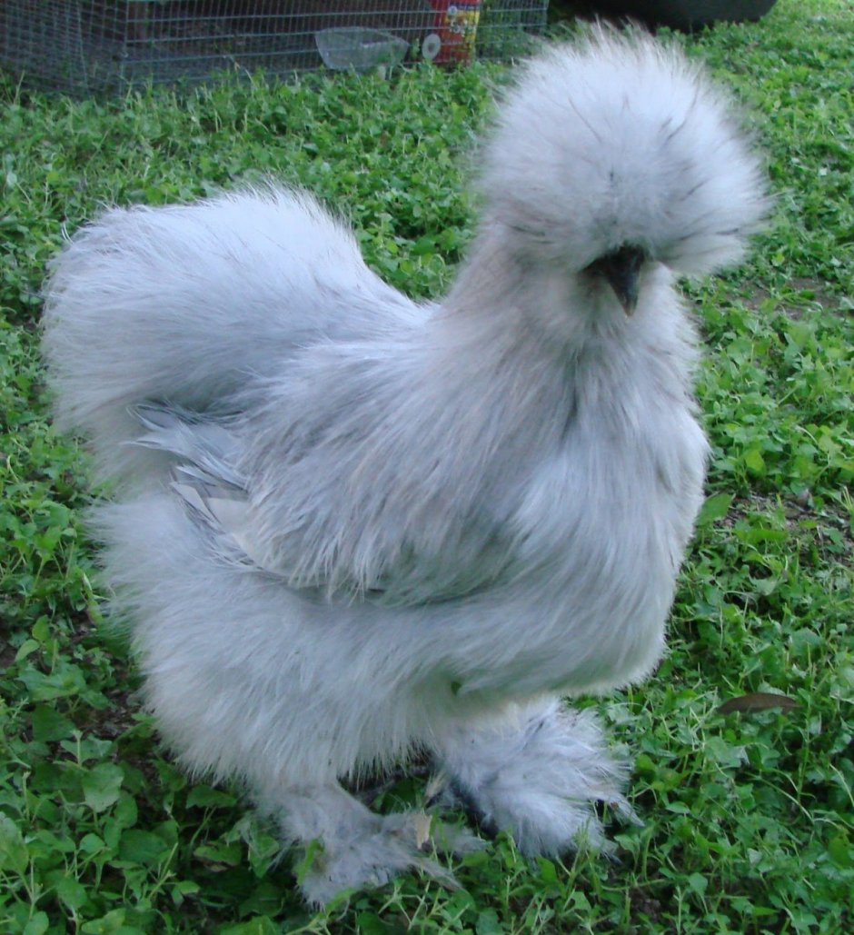 Китайская хохлатая курица